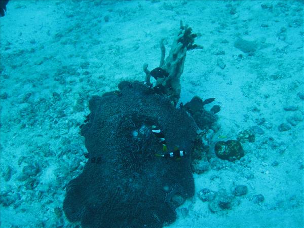 Similan Day 1 008.jpg